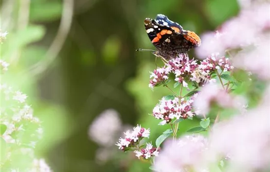 Schmetterlingsweide Schmetterlingsweide