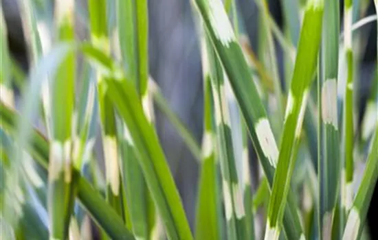 Miscanthus sinensis 'Strictus' Miscanthus sinensis 'Strictus'