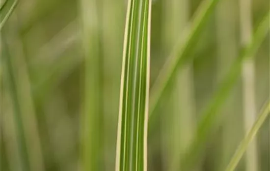 Miscanthus sinensis 'Variegatus' Miscanthus sinensis 'Variegatus'
