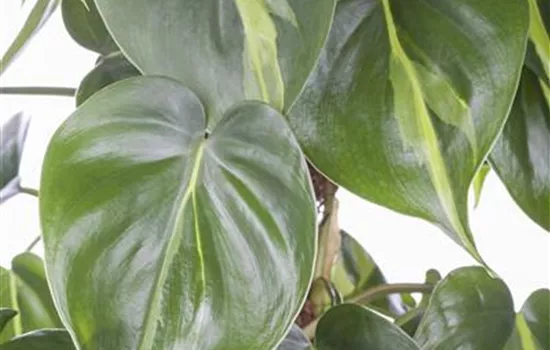 Philodendron scandens Philodendron scandens