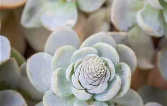 Orostachys iwarenge Orostachys iwarenge