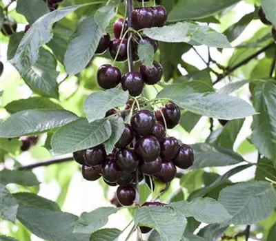 Prunus cerasus 'Schattenmorelle'