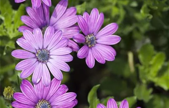 Osteospermum ecklonis Osteospermum ecklonis