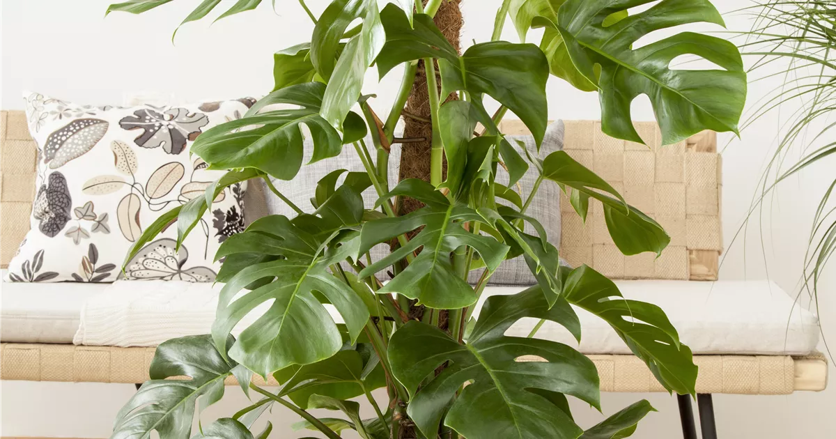philodendron billietiae mature Philodendron florida beauty x billietiae variegated main image 1