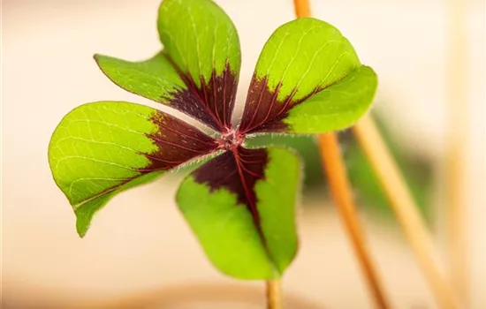 Oxalis deppei Oxalis deppei