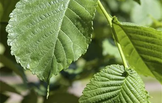 Morus alba Morus alba