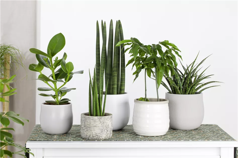 Sansevieria cylindrica