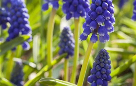 Muscari armeniacum Muscari armeniacum