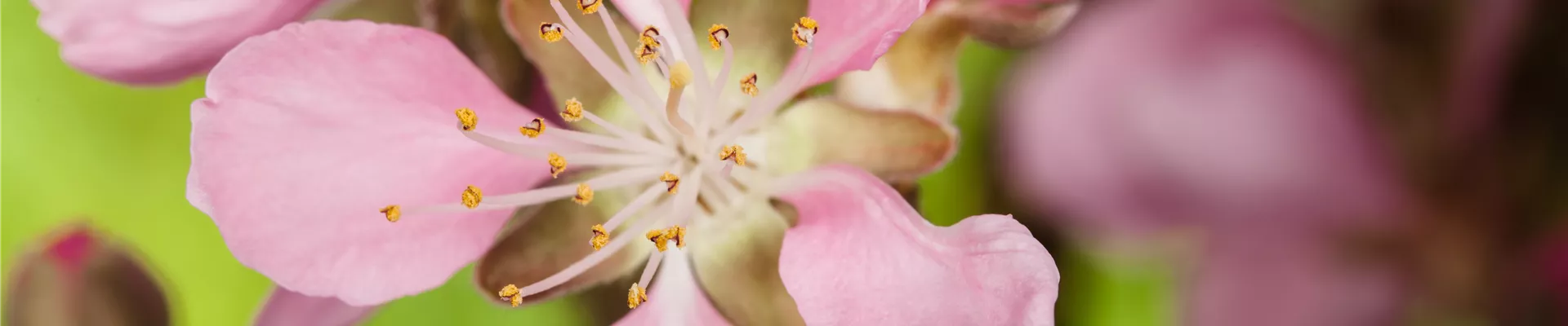 Prunus dulcis Prunus dulcis