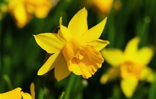 Narcissus cyclamineus 'Tête à Tête' Narcissus cyclamineus 'Tête à Tête'