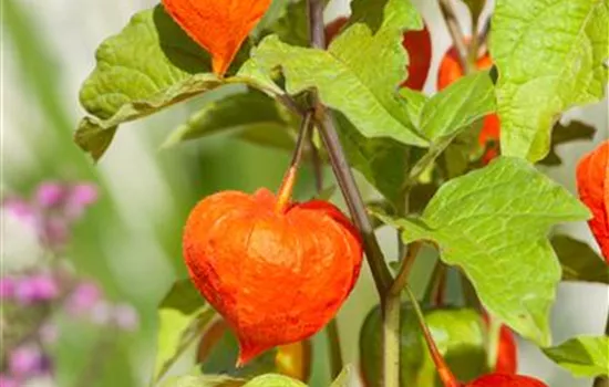 Physalis alkekengi Physalis alkekengi