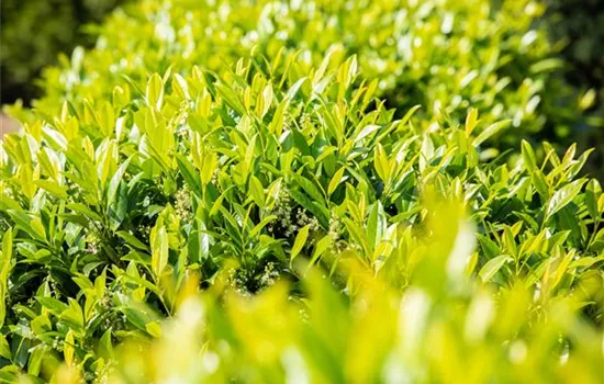 Kirschlorbeer pflanzen und den Garten bereichern Kirschlorbeer pflanzen und den Garten bereichern