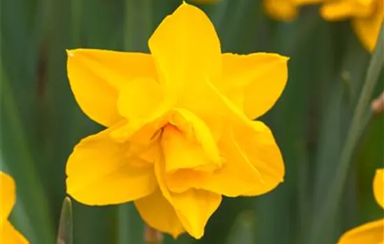 Narcissus Double Narcissus Double