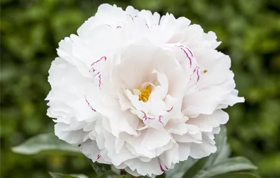 Paeonia lactiflora, weiß Paeonia lactiflora, weiß