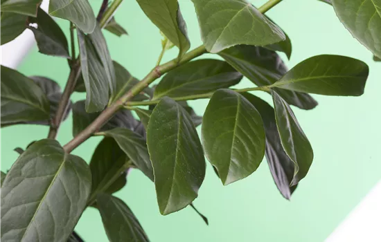 Prunus laurocerasus 'Novita' Prunus laurocerasus 'Novita'