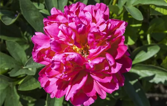 Paeonia x suffruticosa Paeonia x suffruticosa