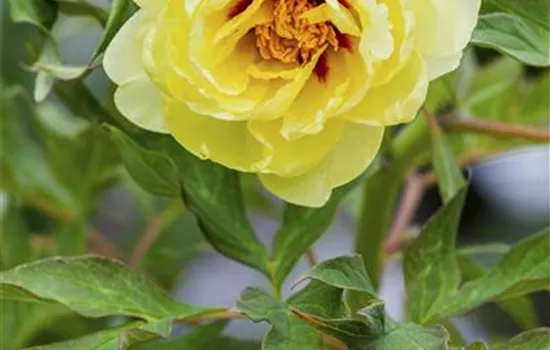 Paeonia x suffruticosa, gelb Paeonia x suffruticosa, gelb
