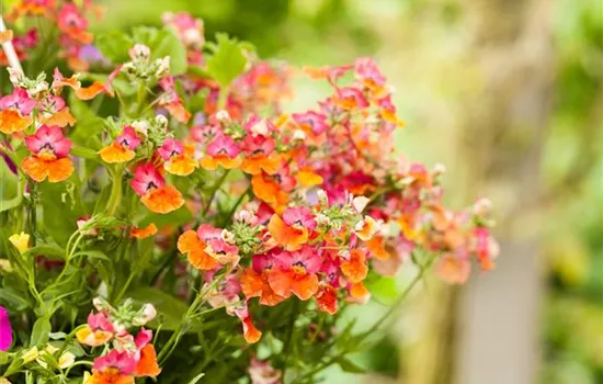 Nemesia Nemesia