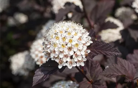 Physocarpus opulifolius 'Summer Wine'® Physocarpus opulifolius 'Summer Wine'®