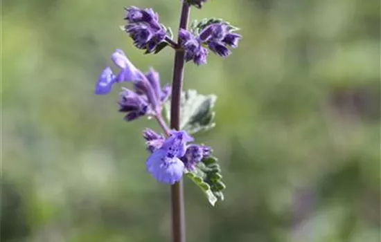 Nepeta x faassenii 'Walker´s Low' Nepeta x faassenii 'Walker´s Low'