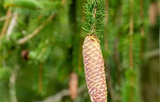 Picea abies Picea abies
