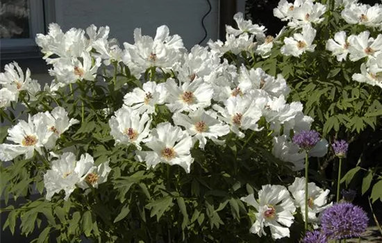 Paeonia x suffruticosa, weiß Paeonia x suffruticosa, weiß