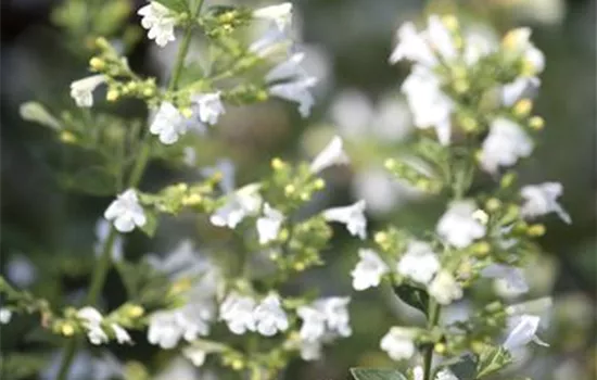 Nepeta x faassenii, weiß Nepeta x faassenii, weiß