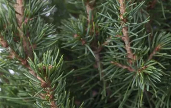 Picea glauca 'Conica' Picea glauca 'Conica'