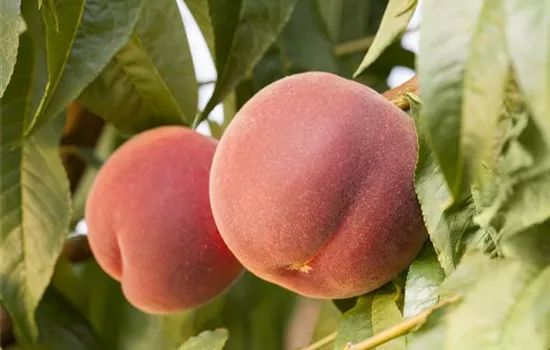 Prunus persica var. persica 'Red Haven'® Prunus persica var. persica 'Red Haven'®