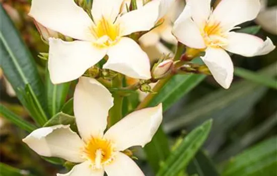 Nerium oleander, gelb Nerium oleander, gelb