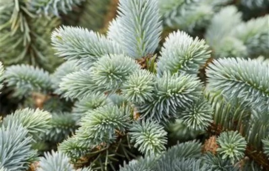 Picea pungens 'Glauca' Picea pungens 'Glauca'