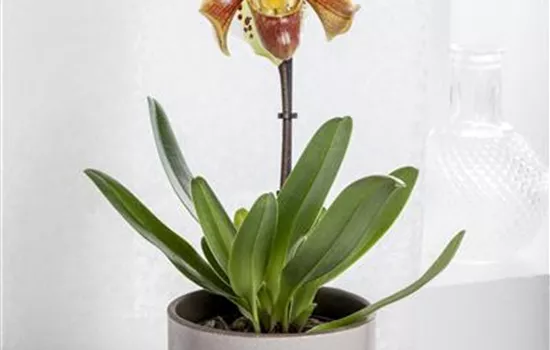 Paphiopedilum Paphiopedilum