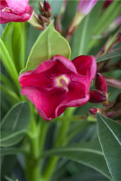 Nerium oleander, rot