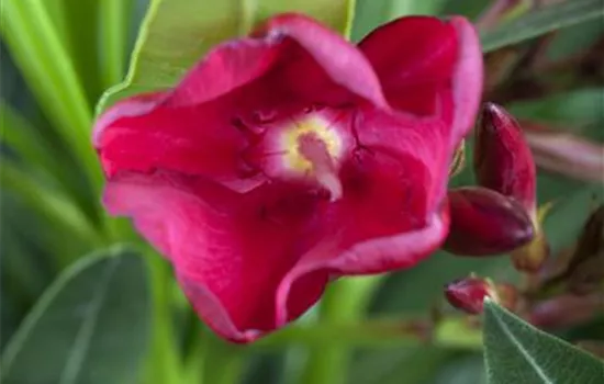 Nerium oleander, rot Nerium oleander, rot