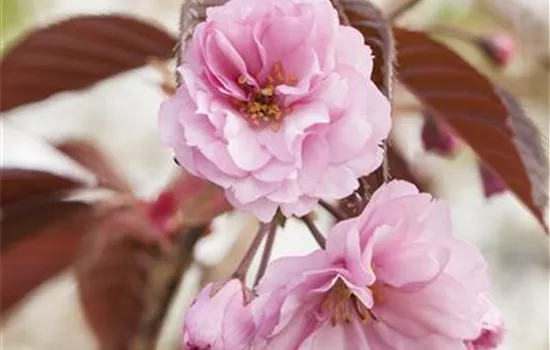 Prunus serrulata 'Royal Burgundy'® Prunus serrulata 'Royal Burgundy'®