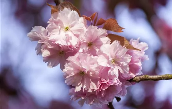 Prunus subhirtella 'Accolade' Prunus subhirtella 'Accolade'