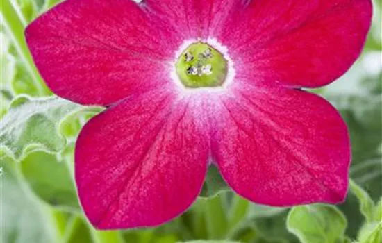 Nicotiana alata Nicotiana alata