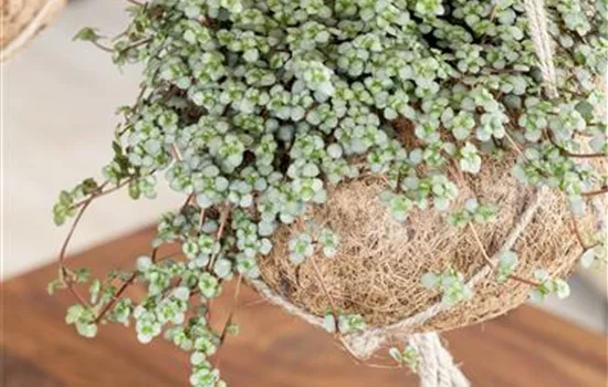 Pilea glauca Pilea glauca