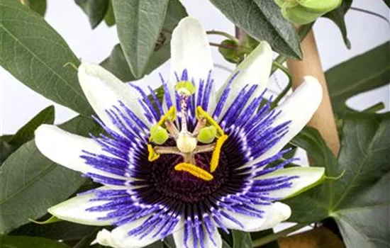 Passiflora caerulea Passiflora caerulea