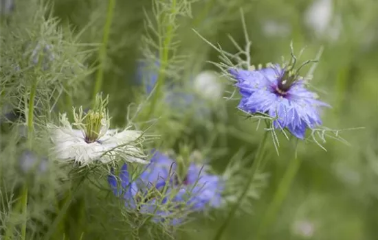 Nigella damascena Nigella damascena