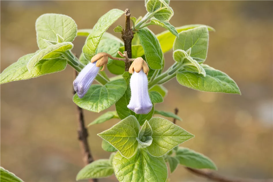 Paulownia tomentosa