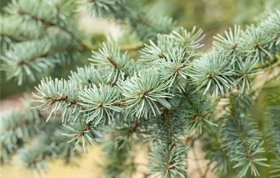 Pseudotsuga menziesii