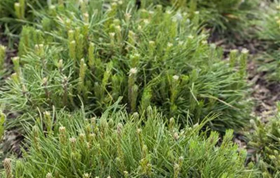 Pinus mugo subsp. mughus Pinus mugo subsp. mughus