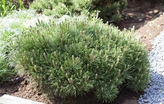 Pinus mugo var. pumilio Pinus mugo var. pumilio