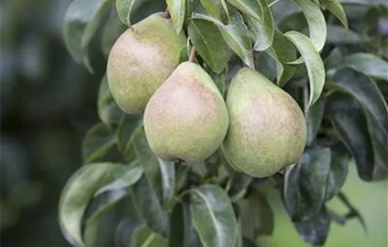 Pyrus communis Pyrus communis