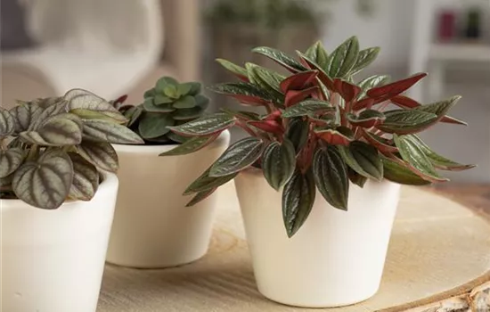 Peperomia Peperomia
