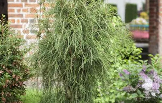 Platycladus orientalis Platycladus orientalis