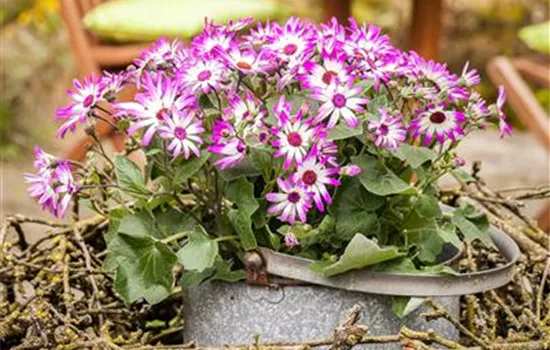 Pericallis cruentus Pericallis cruentus