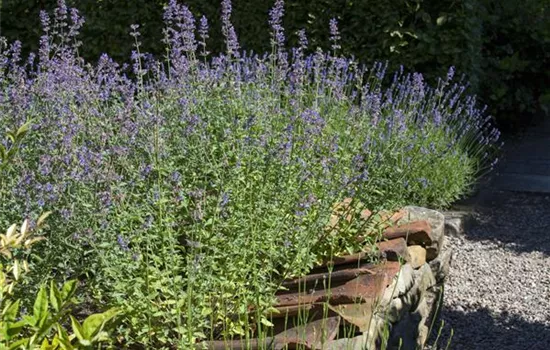 Perovskia atriplicifolia Perovskia atriplicifolia