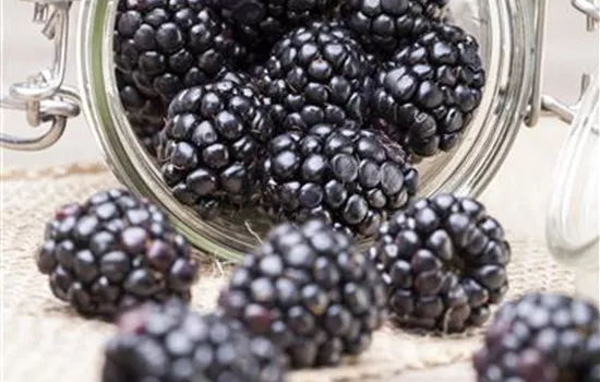 Rubus fruticosus Rubus fruticosus